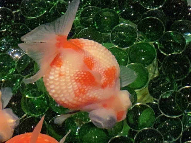 せいじ ハッピーアクト 金魚マイスター 金魚の歴史は突然変異と品種改良の歴史だ それにしても フナからスタートして こんな姿になるなんて すごい世界だわ 金魚 出目ピンポンパール T Co Ah0y0g1blm Twitter