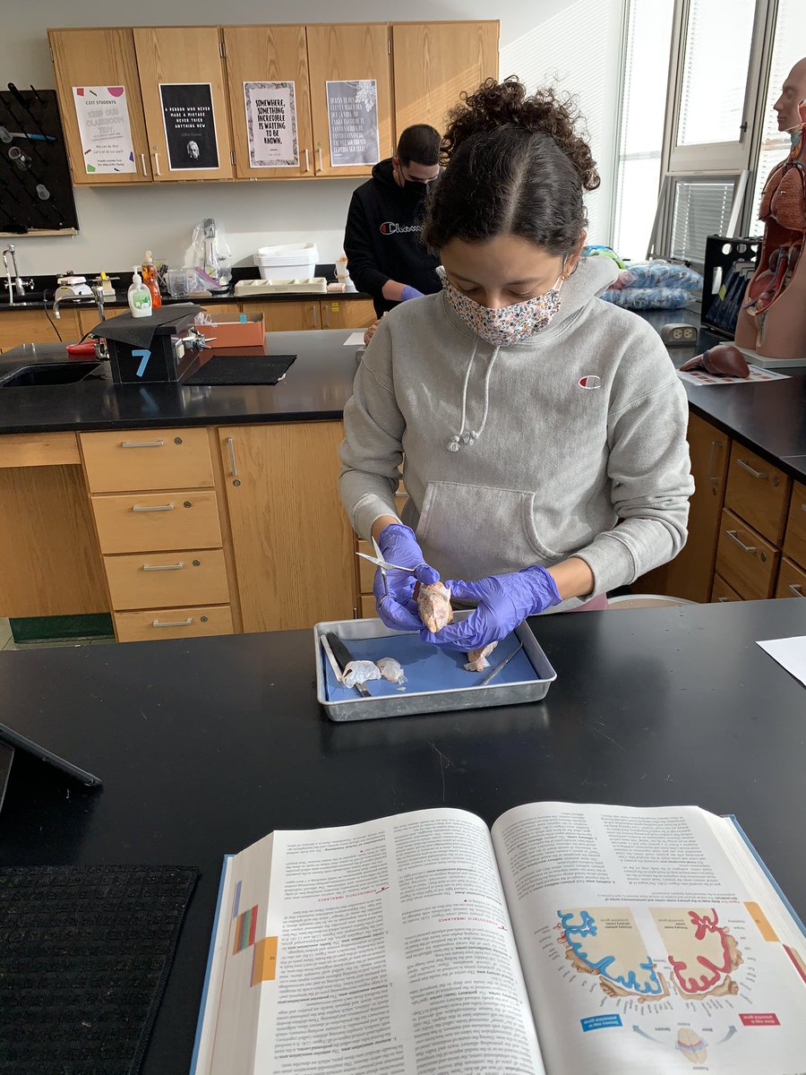MrsMilneBiology's tweet photo. I totally see these students smiling with their eyes! ๐ง dissection in #MilneBio today! ๐ช ๐ง โค๏ธ @BarringtonHS220 #BHSHHB https://t.co/KL1qWBjFeM