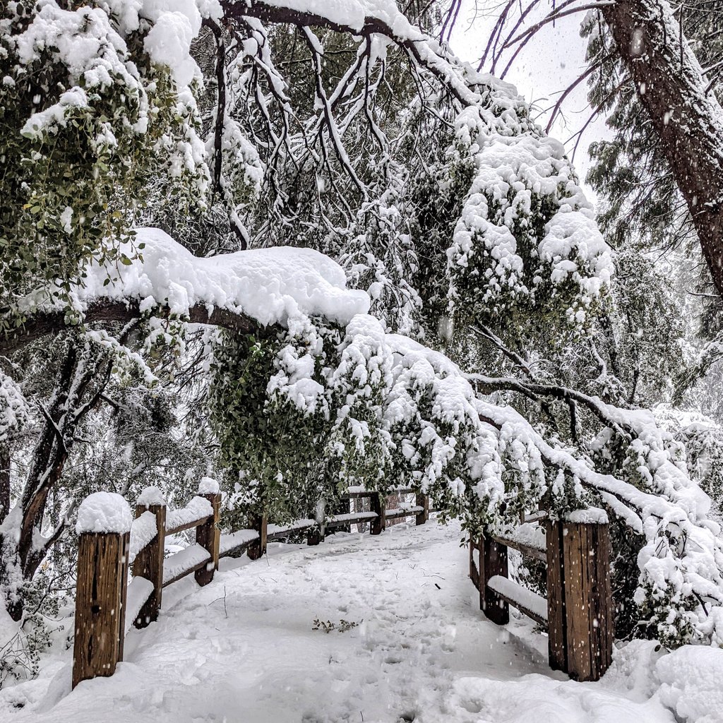 YosemiteNPS's tweet image. Lessons from nature: it is important to be flexible, especially when feeling weighed down by circumstances in life that are outside of our control. Such as the weather. 
#Yosemite #NationalPark #Snow