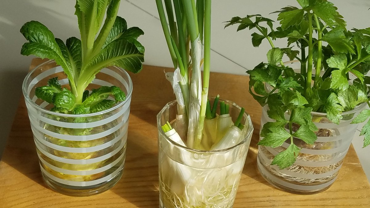 TRCFDN's tweet image. Windowsill Wednesday! What food scraps are you regrowing on your sunny windowsills this winter? #EnjoyNature #GetOutside #GetInside #WinterProjects #Sunshine #TRCA #TRCF #TaketheNextStep