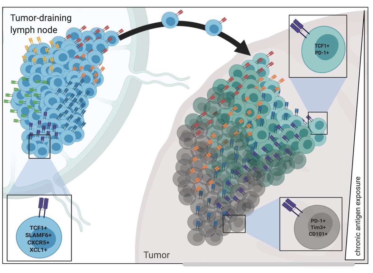 I’m excited to announce that our paper showing how tumor draining lymph nodes contain a long-term, stable reservoir of anti-tumor CD8 T cells is now online at @biorxiv. This is the beautiful work of @KelliAConnolly, a postdoc in the lab. Tweetorial: