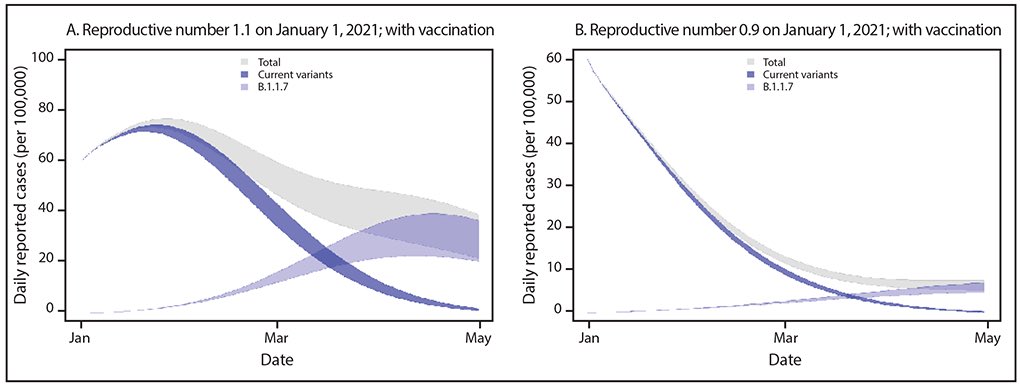 8) What about the US? Here is the CDC model with and R of 1.1 and R or 0.9 currently and how the new  #b117 variant (light purple) quickly taking over US assuming 1 million vaccinations per day. That also assumes we can keep R under 1.1, which is very very hard.