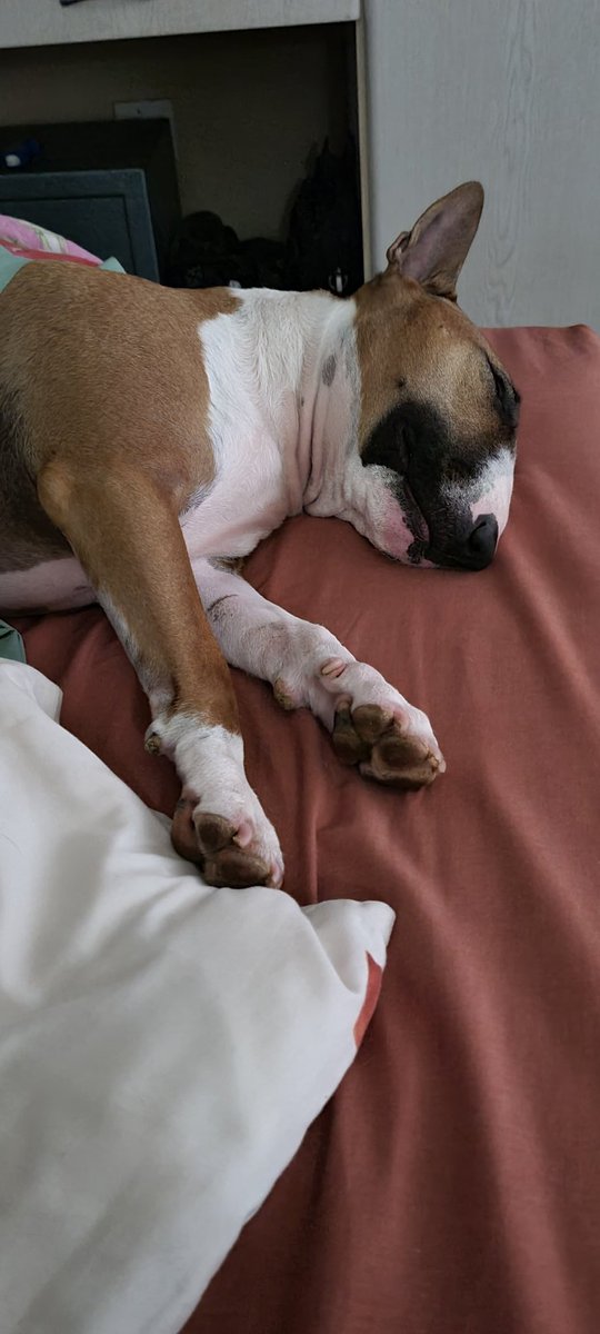 Morning paw pals...hope you're all happy &amp; getting lots of treats from your homans... I'm staying in bed today. It's raining 🌧 the whole week here. Enjoy a pawesome day 🐾🐕🍪🍪#happy #bullies #bullterrier #beauty #dogs #dogsoftwitter #bullies #sleeping