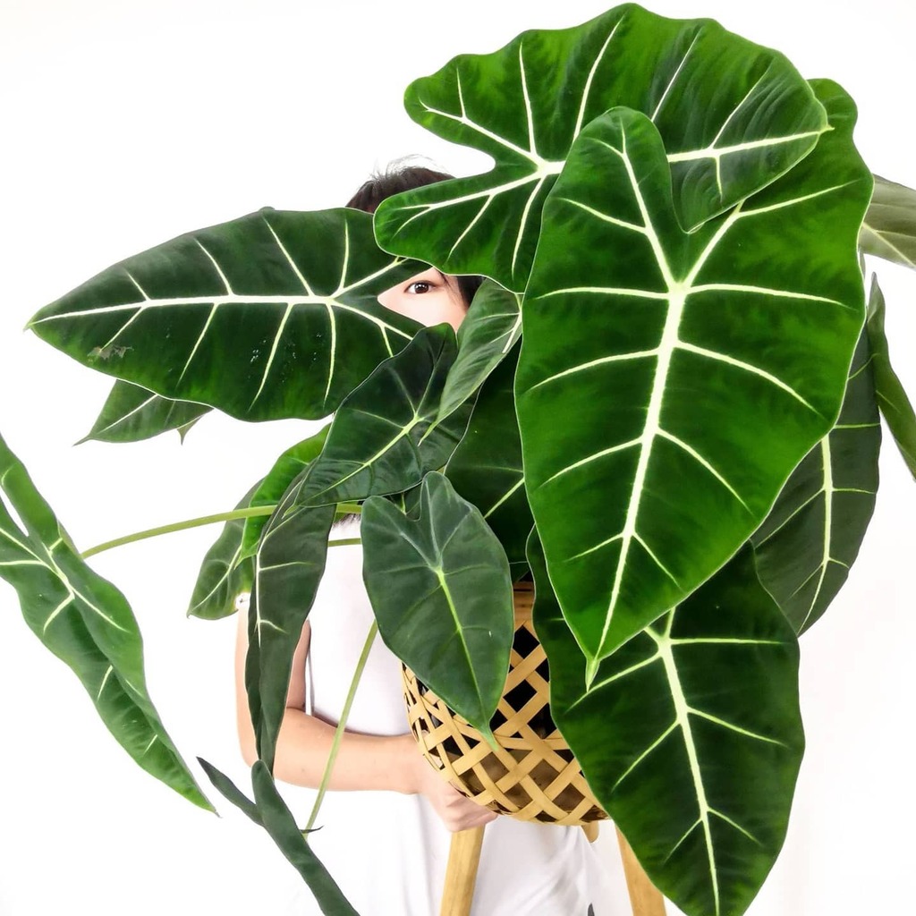 Annual_Leaf's tweet photo. No words 😌💚🌱
#crazyplantpeople #houseplantclub #house_plant_community #boysandgirlswithplants #indoorplantdecor #plantopia #houseplantopia #flauntyourleaves #upleaftingcommunity #helloplantlover #indoorplantsofinstagram #photooftheday #plantsofinstagram #alocasia #alocasiaf… https://t.co/bMlsNX7JXD