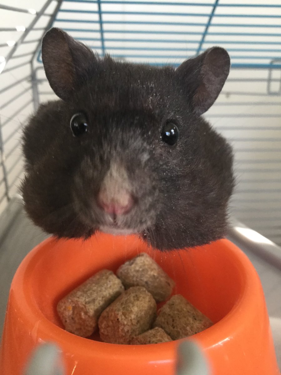 PeriDonnell's tweet image. My boy is adorable, say hi to Axel