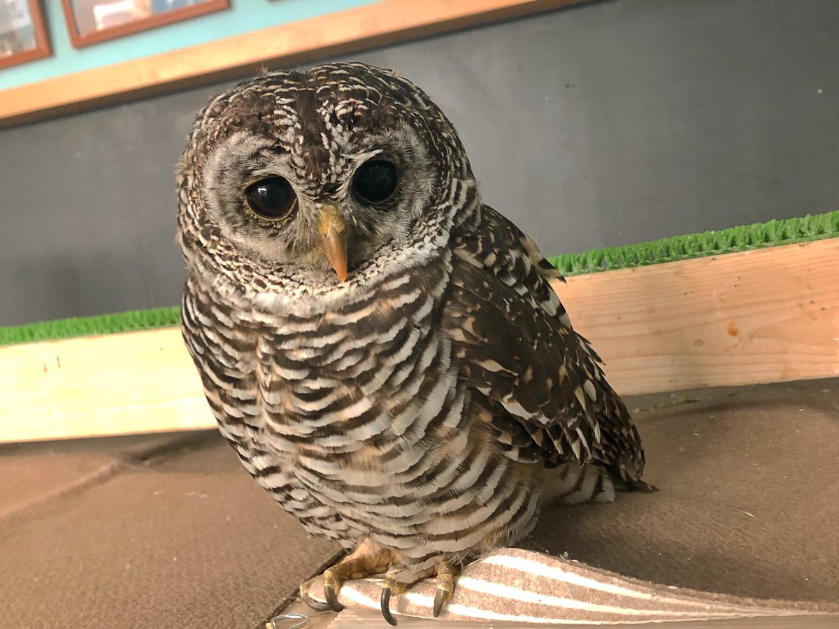 Moff Animal Cafeイーアスつくば店 Theフクロウな見た目で人気のまーぶるさん いつもお腹の模様がパリパリチョコだなって思ってます Moffanimalcafe モフアニマルカフェ イーアスつくば つくば 茨城 研究学園 動物 Animal フクロウ 猛禽類 Moff Animal Cafeイーアスつくば店 Theフクロウな見た目で人気のまーぶるさん いつもお腹の模様がパリパリチョコだなって思ってます Moffanimalcafe モフアニマルカフェ イーアスつくば つくば 茨城 研究学園 動物 Animal フクロウ 猛禽類