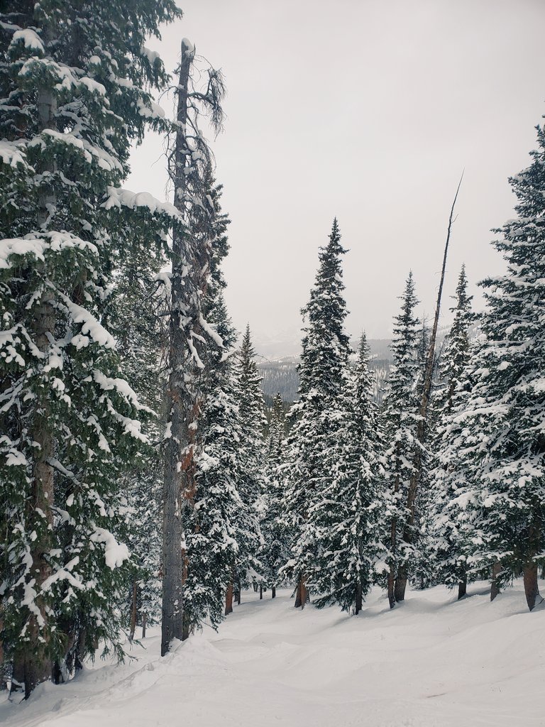 AphroditeFallen's tweet photo. Today's ride in the woods with my 💘 @andrewhaub 

#snowboarding #treeruns #prayforpow

❄❄❄let's keep the snow coming! https://t.co/ZXVW2UDKul