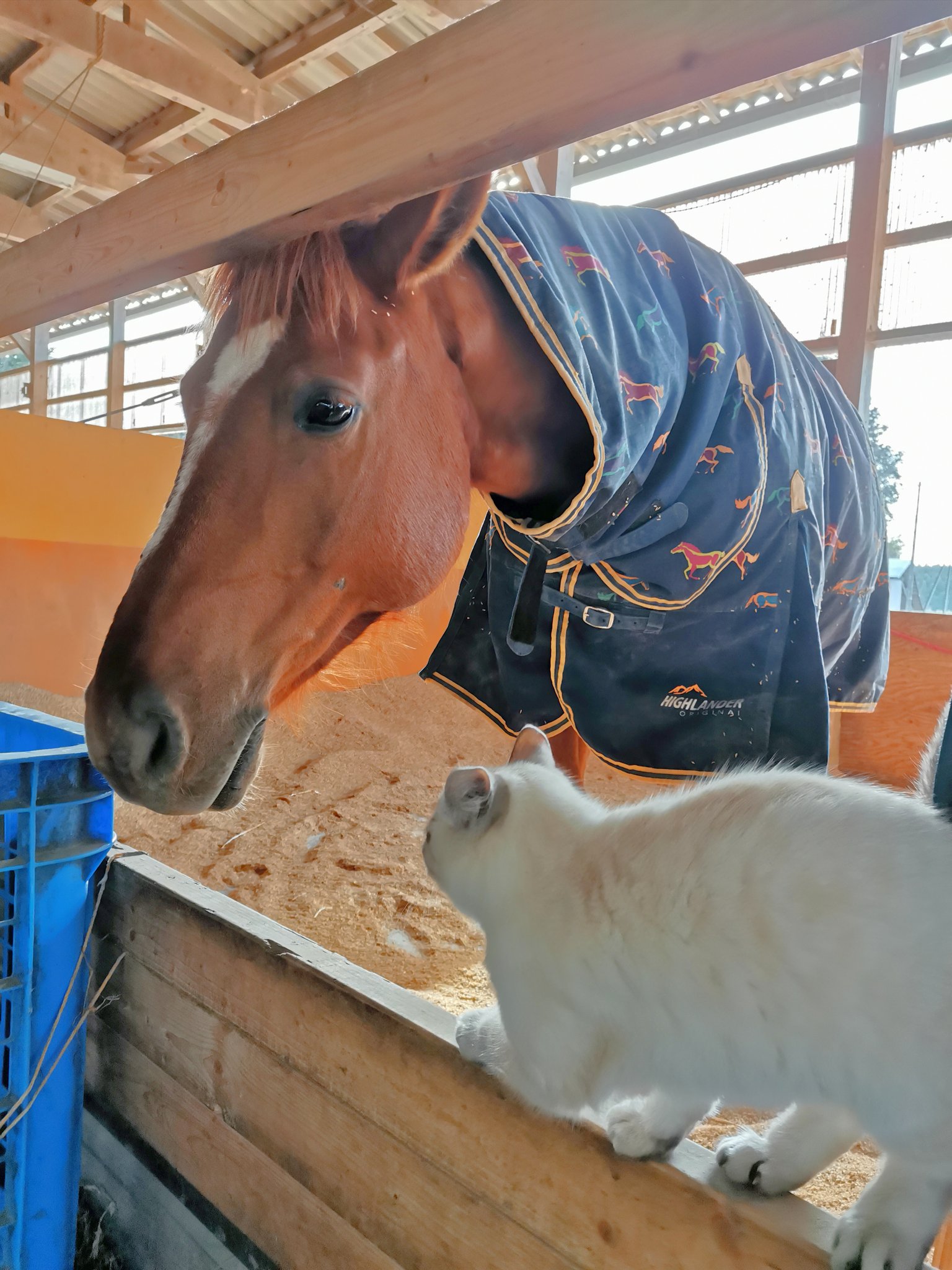 猫と馬 Twitter Search Twitter