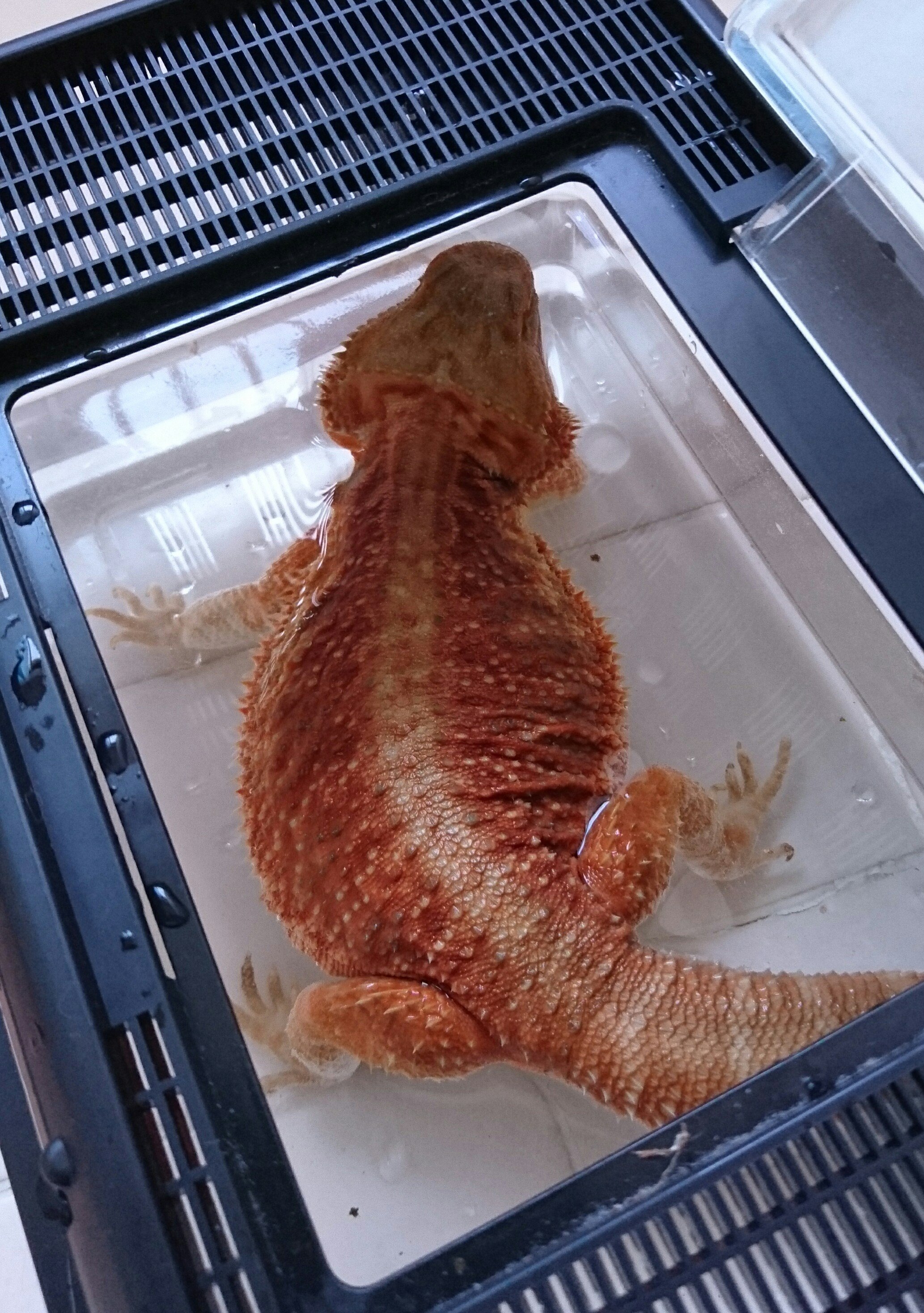 Twitter এ 荒屋凪 昨日 フトアゴヒゲトカゲの温浴敢行 家で飼育し始めて3 4年 たぶん初温浴 仕事で色んな奴温浴しすぎて記憶が曖昧 フトアゴヒゲトカゲ 温浴 T Co Z6i86ieqoo ট ইট র