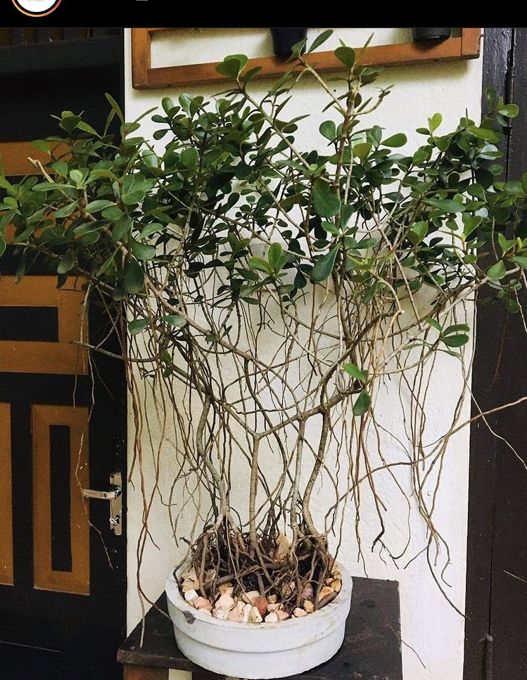 This is from IG account of a plant seller. I wanted to comment that this is an invasive alien plant species of Sri Lanka & it shouldn’t sell & spread. But there are no rules to prevent selling this plant bcz the plant, Clusia rosea still hasn’t gazette as a quarantine pest. 1/4