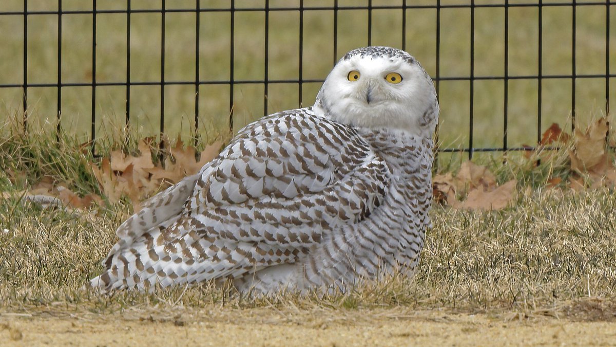 Snowy owl in Central Park!!!!!   Spent my lunch today (27Jan2021) ogling this beauty with the throng of fellow birding paparazzi. #birdcp #birdnerd #snowyowl #nikonphotography
