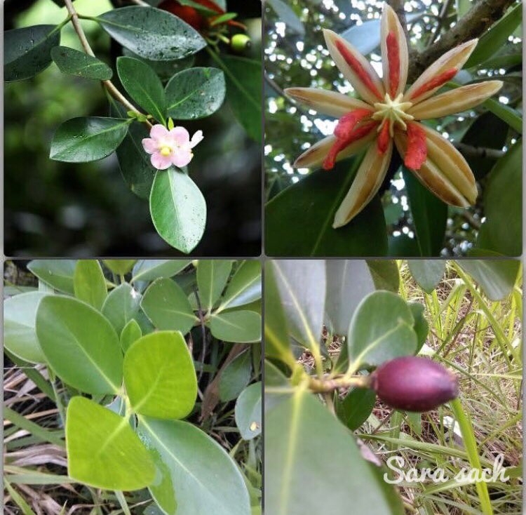 If you see this plant growing as a ornament please tell them the dangerous part of growing invasive species. 4/4  #clusiarosea  #clusia  #invasivespecies  #protectdiversity  #invasivealianspecies  #IAS  #srilanka  #plantswith_sara