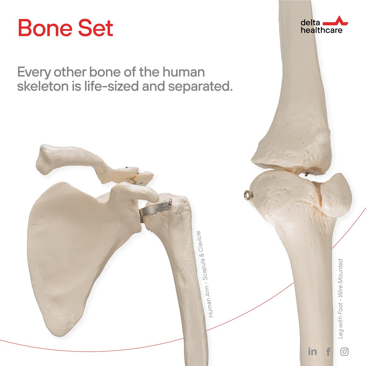 DeltahealthIn's tweet photo. Learning #anatomy is the first step
Order #disarticulatedskeleton #boneset
Lets not compromise!
Realistic (Impressions - Curvature - Feel)
#realism #unbreakable #modular
designed & developed by @3bscientific
#neet2020 #neet #mbbsadmission #medicine #medicaleducation https://t.co/jyD9NOW7aM