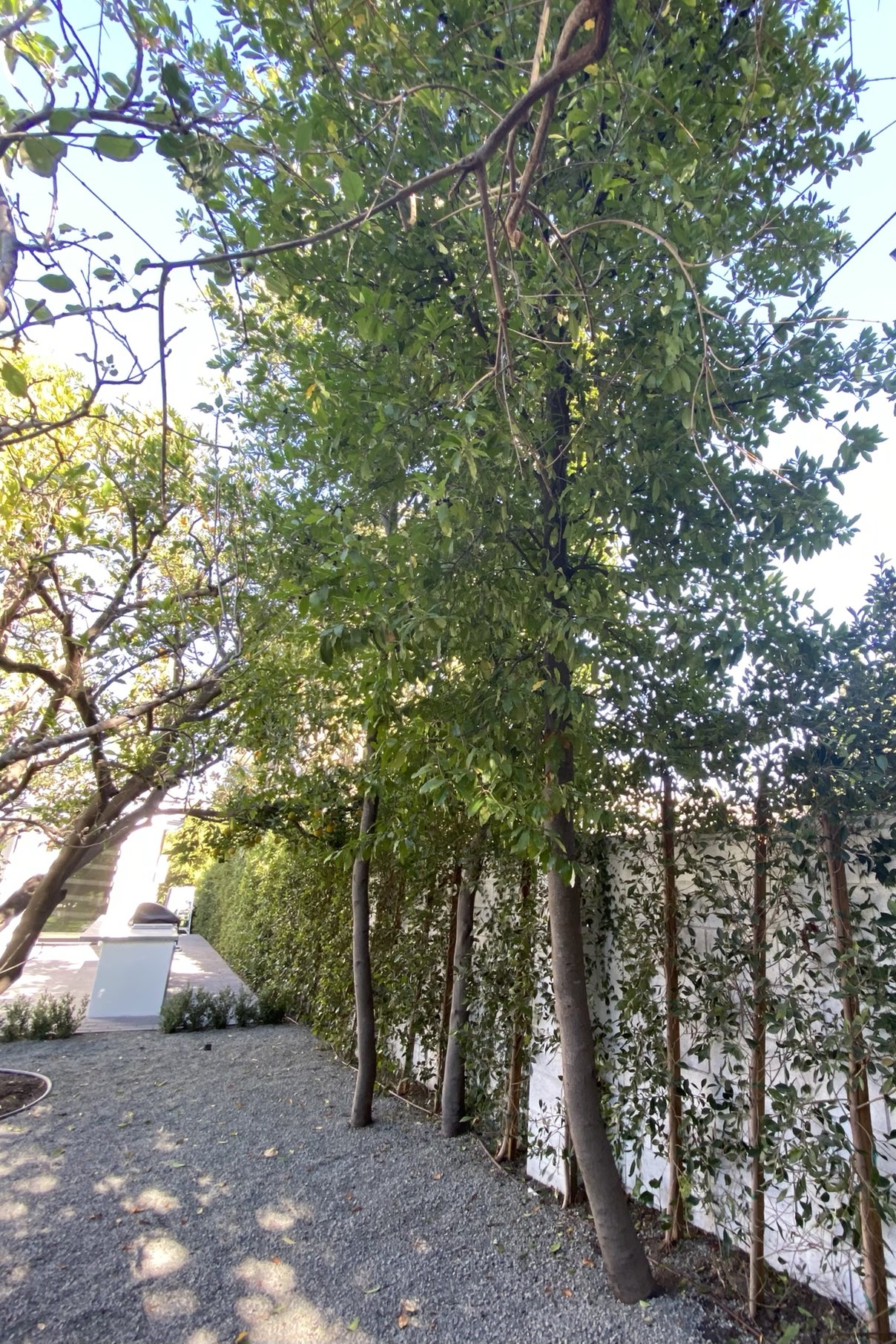 Are birch trees hotsell poisonous to dogs