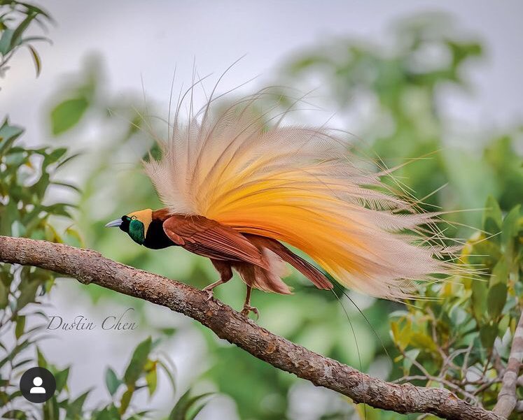 MALUKUSATUDAR4H's tweet photo. Greater Bird of Paradise from Aru Islands, Maluku, Indonesia

(Best photo from: Dustin Chen - Photogenic Birds, from London 🇬🇧 ) https://t.co/jtGHWXlsj9