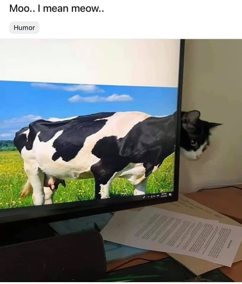 #CatsOfTwitter #CowsofTwitter ????