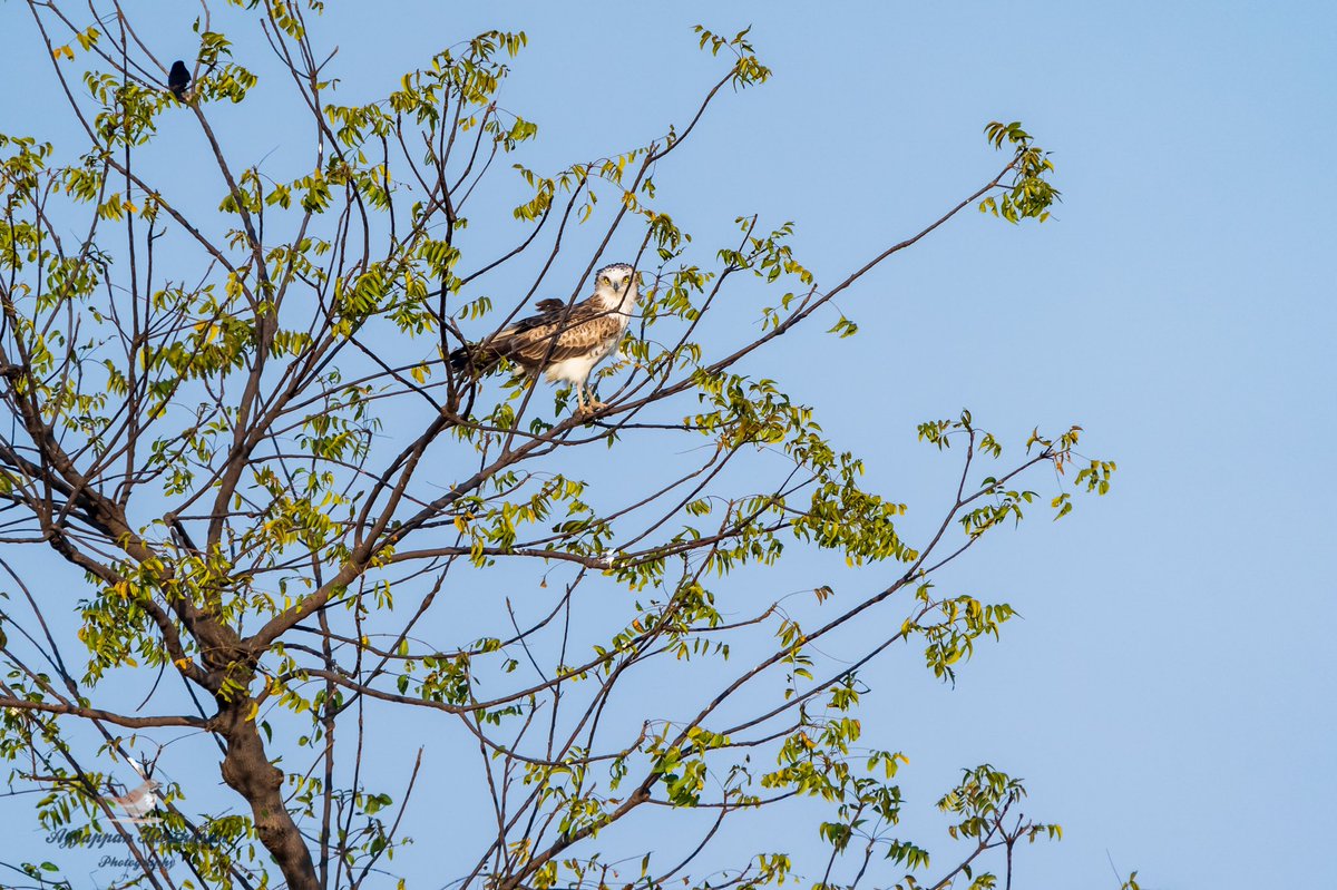 Evening sun, nice wind blowing, tall tree and an angelic killer machine on top of it.. seen at a distance.. gave me a painting like frame.. zoom to see the eyes of #shorttoedsnakeeagle #indiaves #Raptors #BirdsSeenIn2021 #birds #ThePhotoHour #BBCWildlifePOTD @Avibase Loc: Bhigwan