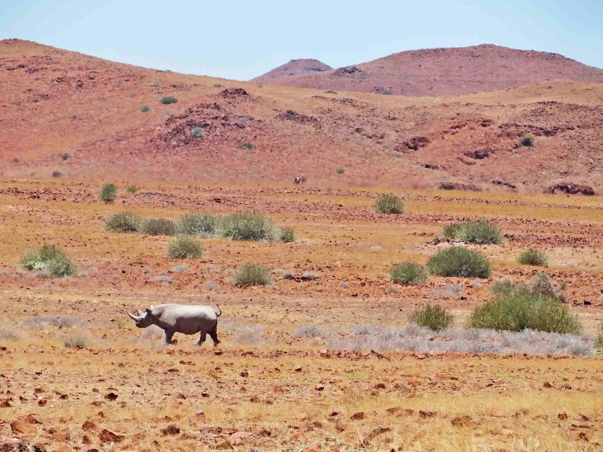 7/ Given the massive reduction of historical  #rhino range as colonial  #hunting expanded + the concentration of marginalised Namibians alongside high-value rhino in a challenging landscape, it's impressive to be around black rhino  #conservation in N-W Namibia. 