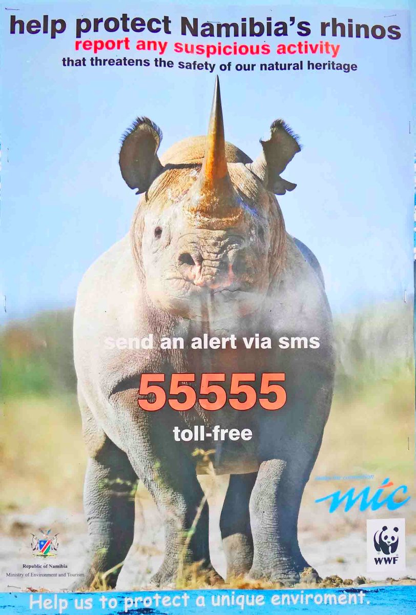 6/ In the communal-area  #conservancies of west  #Namibia, rhino are important for  #conservation &  #tourism. #SRT, local  #rhinorangers and the Namibian govt's Black Rhino Custodianship Program work hard to sustain  #blackrhino amidst sig. pressure for  #rhinohorn. 