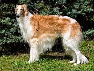 ぶっこみの拓 犬 ぶっこみの拓 犬