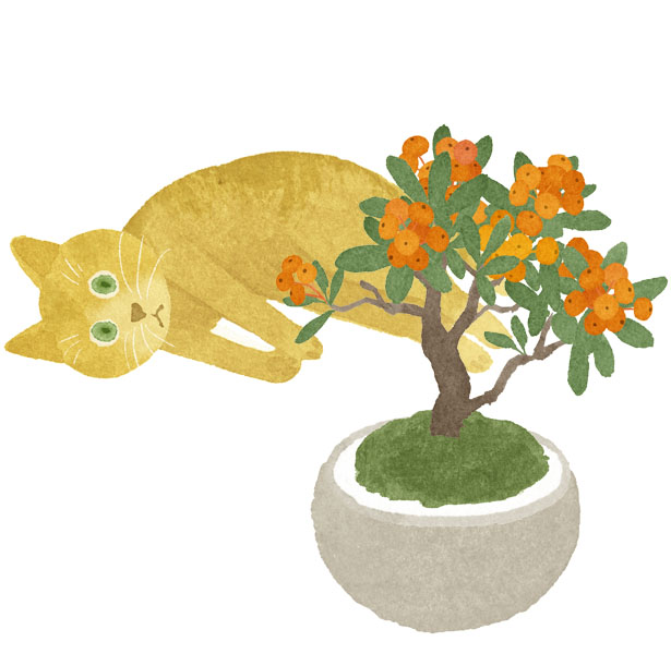 上田英津子 Illustrator インスタ ねこ で ミニ盆栽シリーズやってます １日おきのつもりが ちょいちょいアップするのを忘れてます インスタ ねこイラスト 猫が好き 盆栽 盆栽イラスト イラストレーター イラストレーション T Co