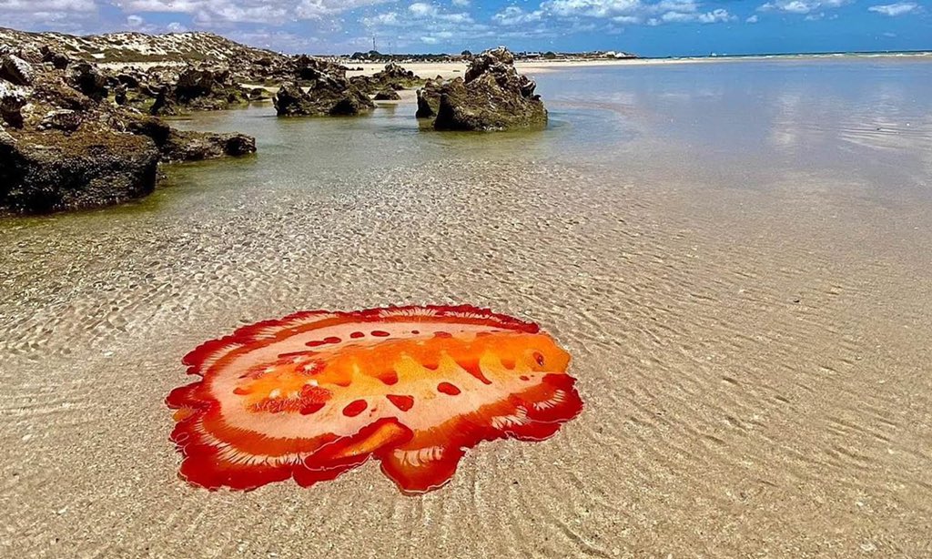 何じゃこりゃ…海に打ち上げられた、とある生き物の写真が衝撃的すぎる「異界からの名状し難きもの」「泣く」→いろんなものを連想する人続出 -  Togetter