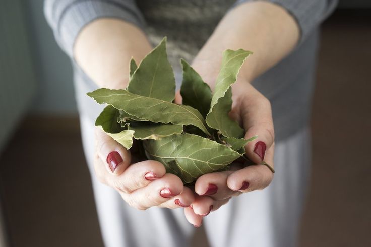 3- Using bay leaf instead of tea leaf can help in cold, cough, irritation & headache.4- Drinking Kadha of bay leaf can prevent gas.5- Taking bay leaf powder with one spoon honey can cure cough.6- Using powder of bay leaf on teeth can make teeth more shiny.