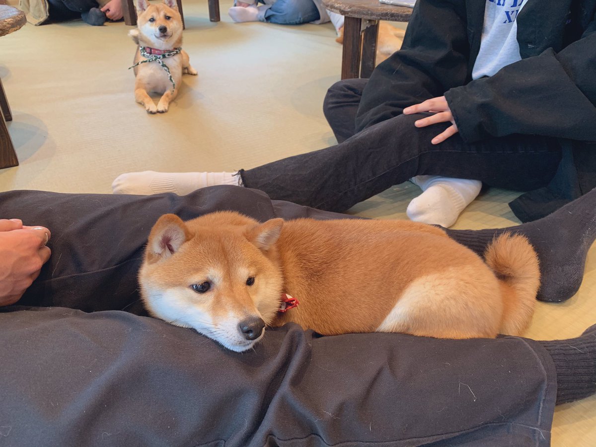 嵐山豆柴カフェ Arashiyama Mame Twitter