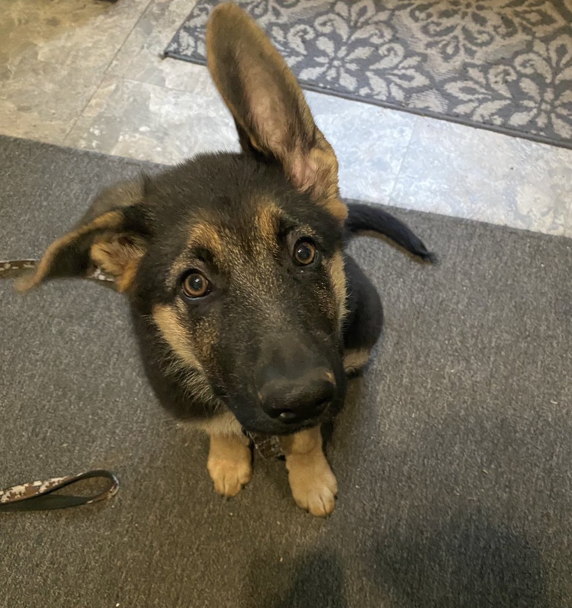 JULY 20201. sleepy buzz (couch for size reference)2. floppy eared buzz 3. buzz gets stung by a bee, ear #1 pops!