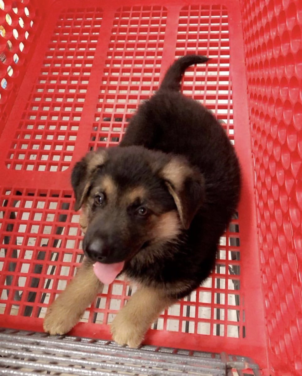 JULY 2020 1. buzz in tractor supply co shopping cart2. buzz trying to figure out how leash works for first time3. slightly larger buzz, knows how leash works now 4. buzz enjoying the river