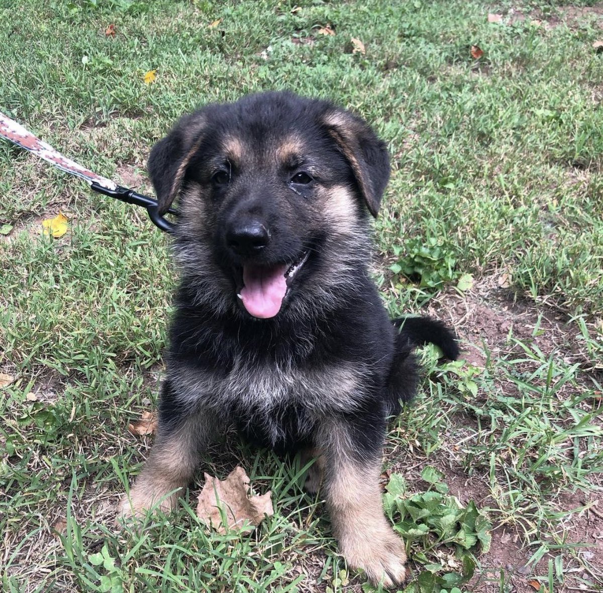 JULY 2020 1. buzz in tractor supply co shopping cart2. buzz trying to figure out how leash works for first time3. slightly larger buzz, knows how leash works now 4. buzz enjoying the river