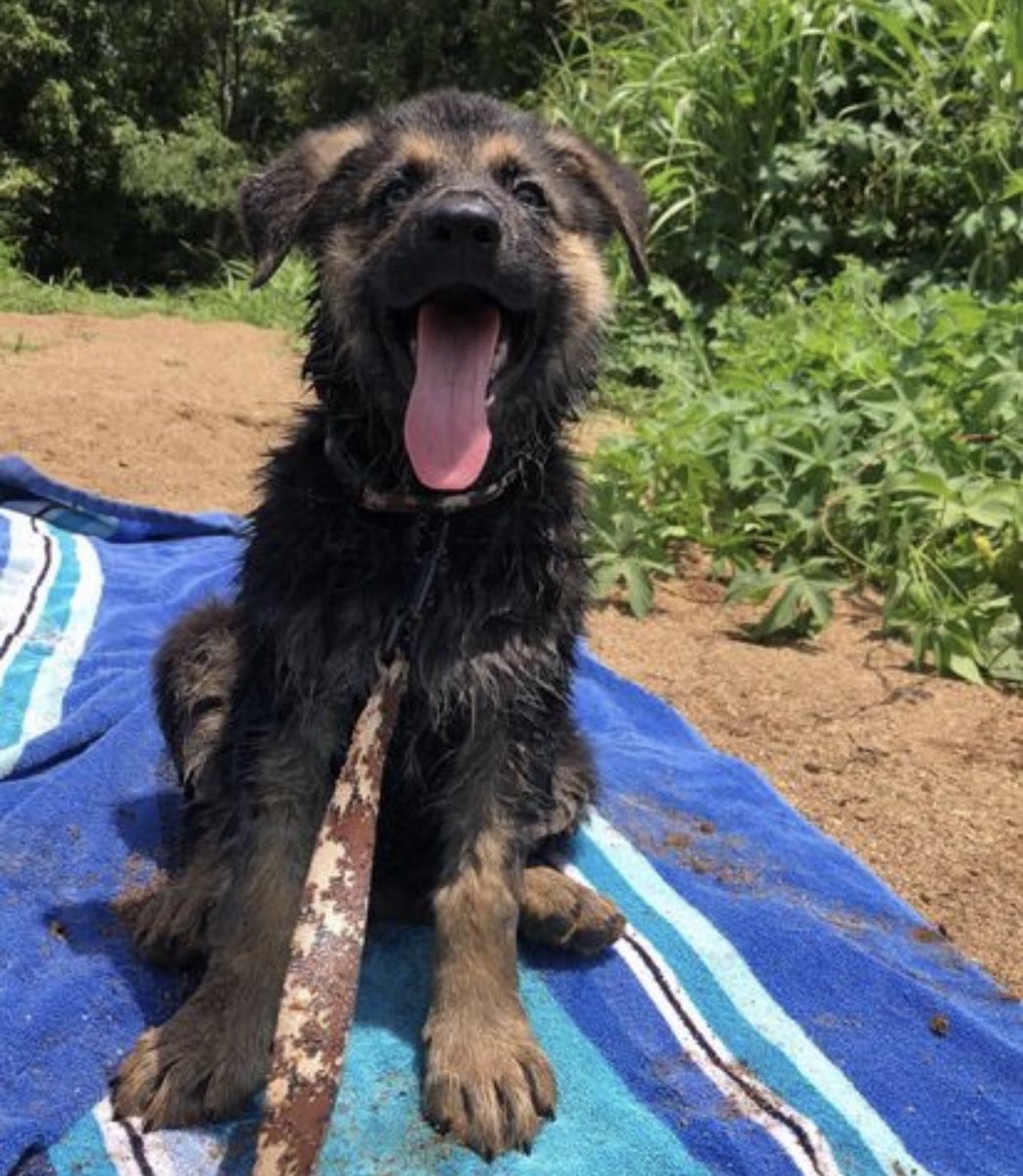 JULY 2020 1. buzz in tractor supply co shopping cart2. buzz trying to figure out how leash works for first time3. slightly larger buzz, knows how leash works now 4. buzz enjoying the river