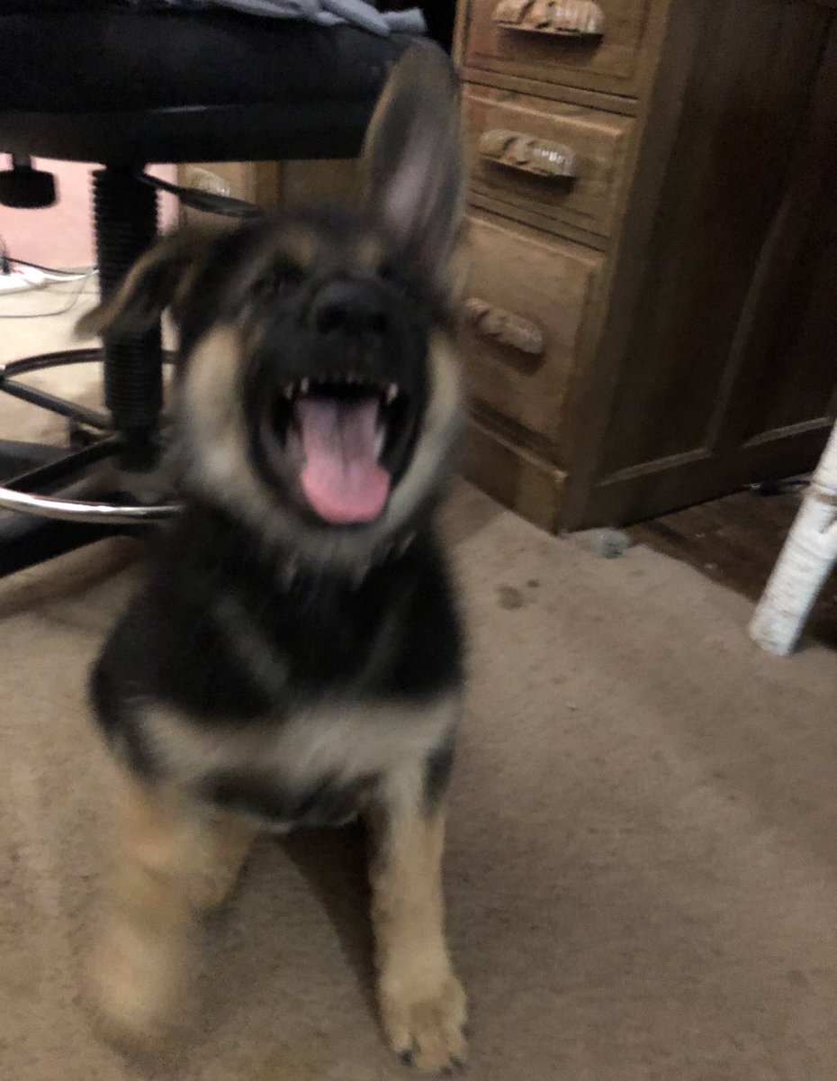 AUGUST 20201. buzz enjoying the park 3-4. blurry buzz