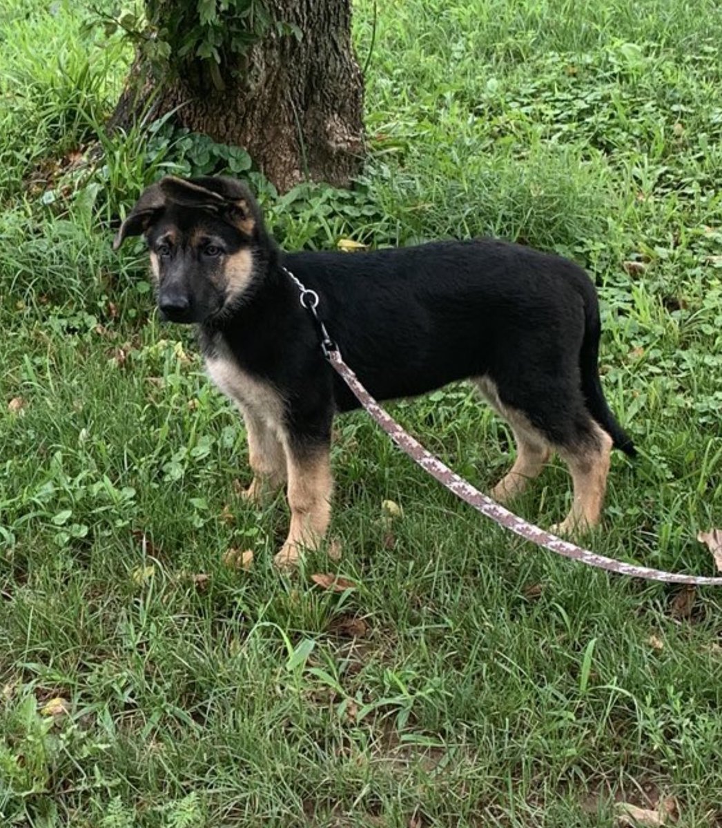 AUGUST 20201. buzz enjoying the park 3-4. blurry buzz