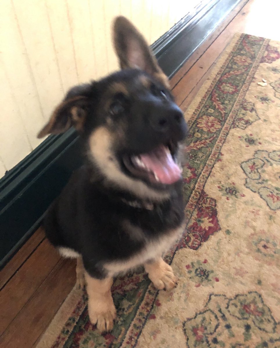 AUGUST 20201. buzz enjoying the park 3-4. blurry buzz