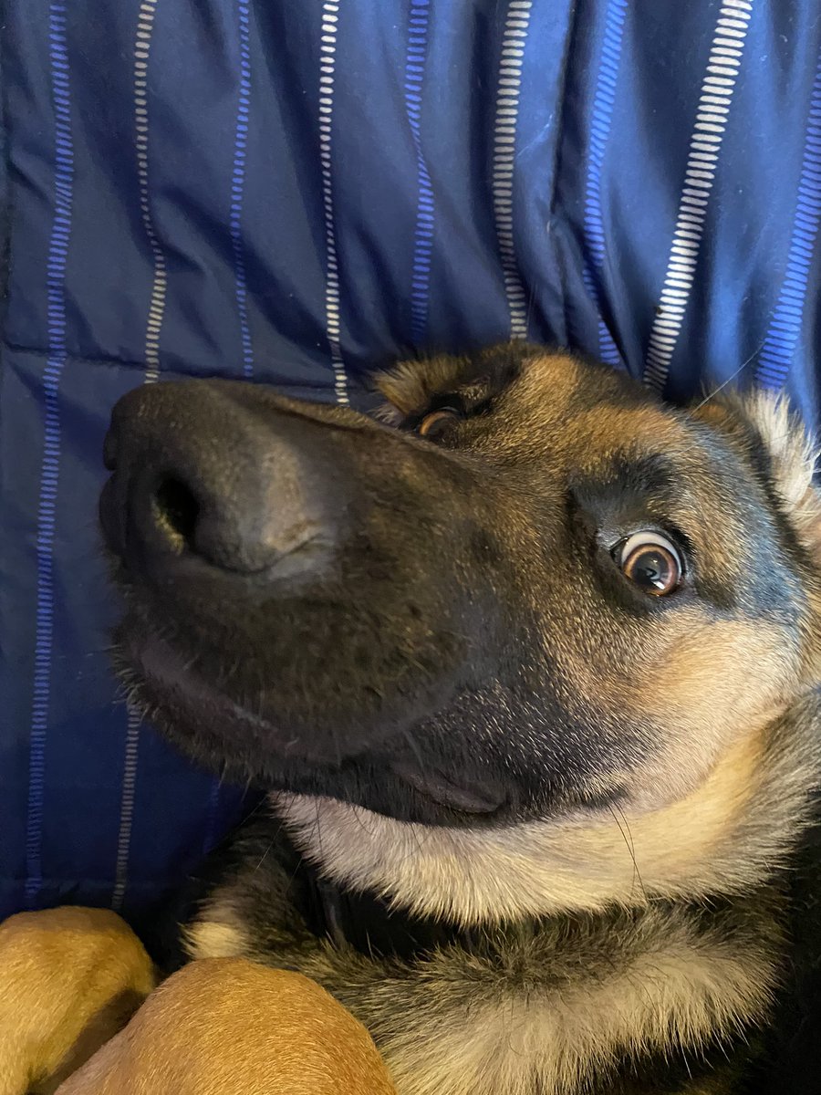 DECEMBER 20201-3. concerned buzz4. sleepy buzz