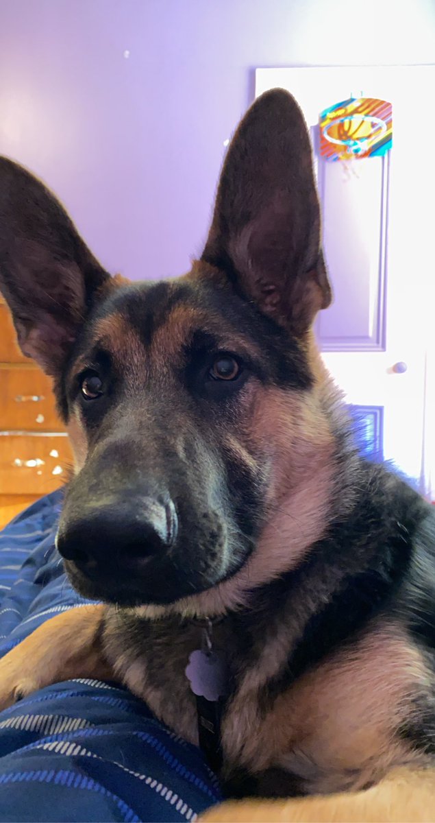 DECEMBER 20201. zoom2. interested buzz3. buzz with lips stuck on teefies 4. buzz taking up my entire bed