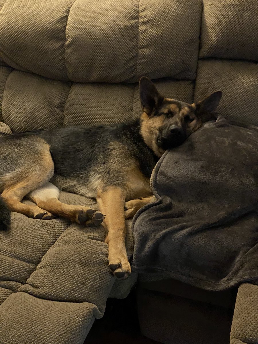 JANUARY 20211. lounging buzz 2. teefies3. tounge out buzz4. chompers out buzz