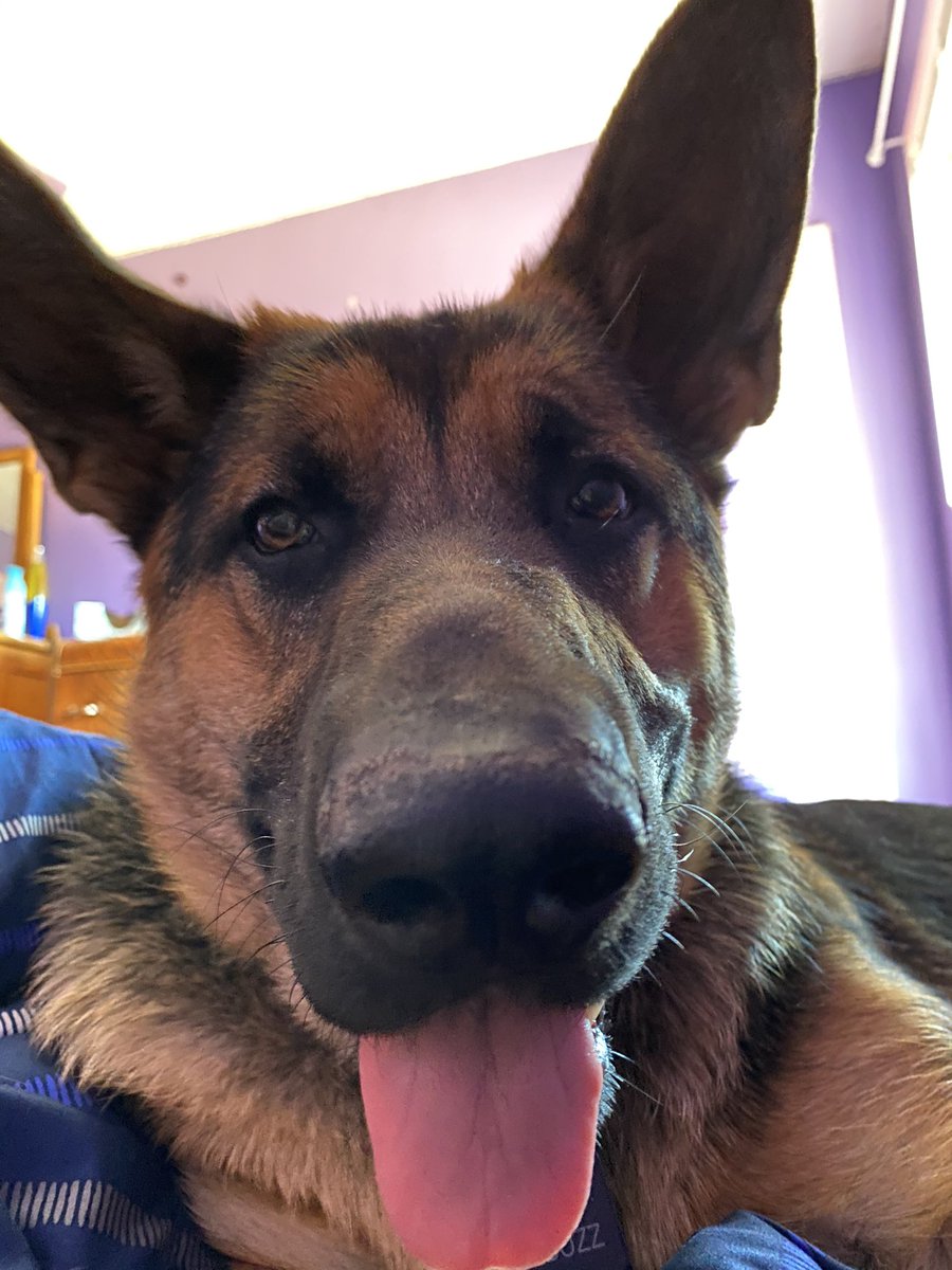 JANUARY 20211. lounging buzz 2. teefies3. tounge out buzz4. chompers out buzz