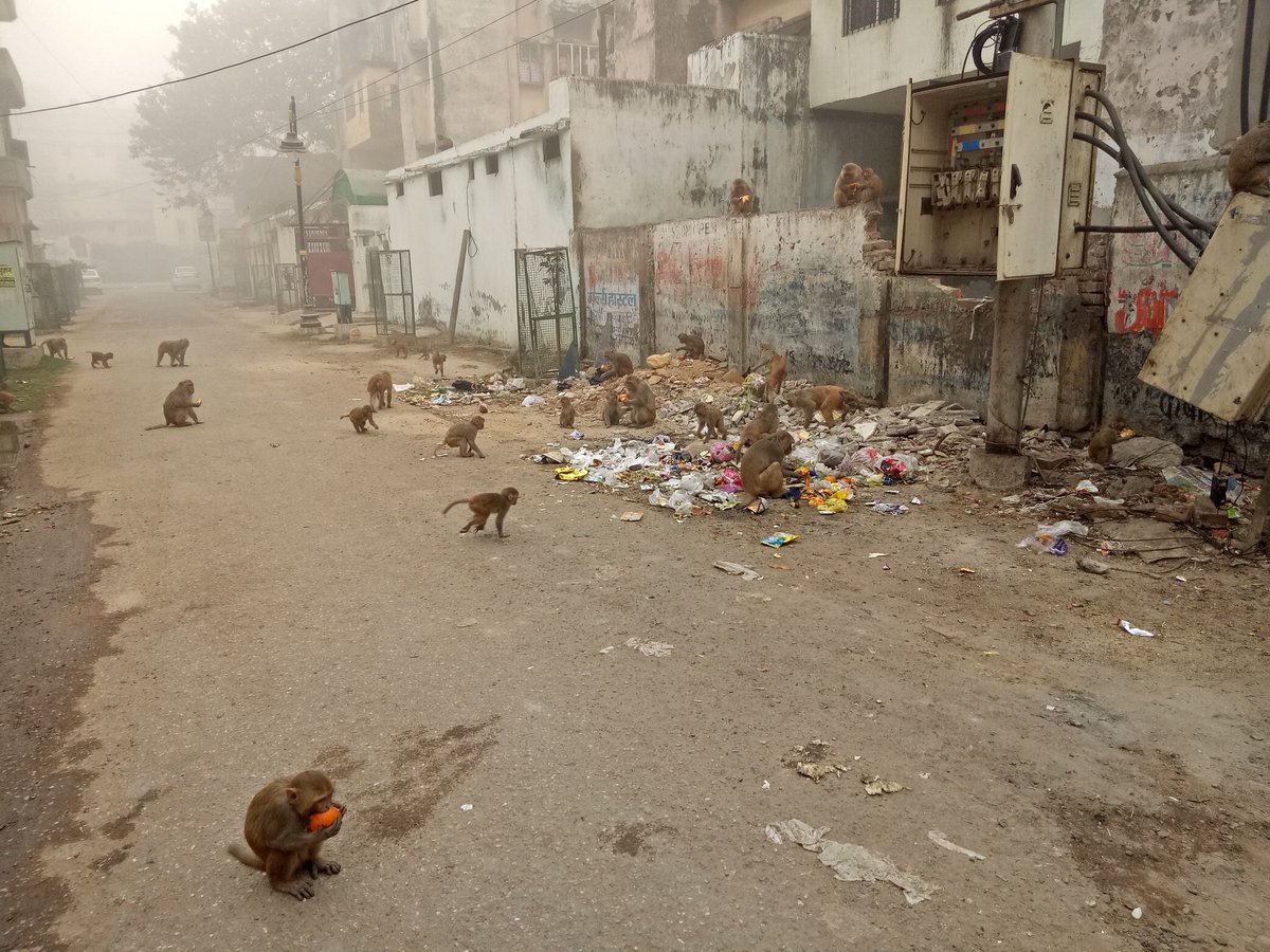 iam_adeeth's tweet photo. Monkeys' in Kabirnagar, today morning, playing havoc on the road. After the monkey catching drive by nagarnigam.#SmartCity #DMvaranasi,#nagarnigamvaranasi, https://t.co/QsV1WOVOSK