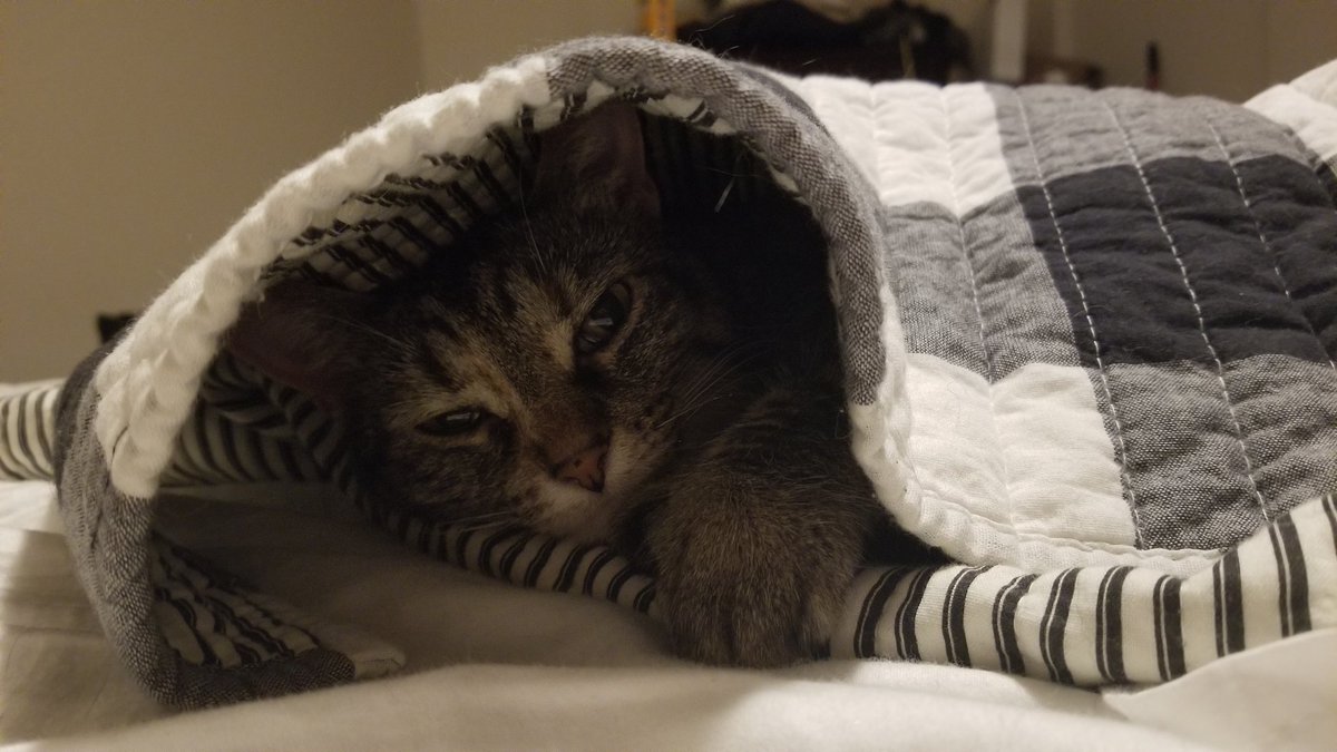 TheTalentedMrJD's tweet photo. Today in, "My Cat Thinks She's People," Johnnie is sleeping in my bed, under the covers. #SolidCatContent https://t.co/y3ktn7I5vS