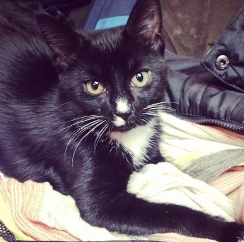 TheOvalPawffice's tweet photo. 🐾 I would like to meow I am currently the First Cat, but this title will soon belong to the kitty the First Couple will adopt soon. Then I will be the First Grandcat, as my hooman is @NaomiBiden, the President’s granddaughter. Meoooow! #FirstCat #COTUS #Winston #FirstPets #Meow https://t.co/aA0b4M7FNx