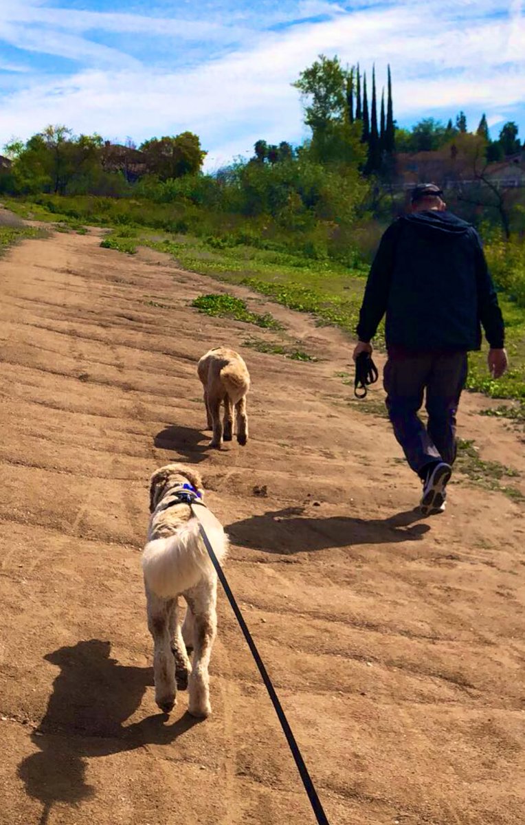 kimi_mac's tweet photo. Day 27 @fit_leaders #2021challenge 30 min cardio and my favorite workout buddies! #DanoAndTheDoods #GoldenDoodles #HelloRiverside #CastleviewArroyo @zjgalvan @DrRenaeBryant @Walker1Dr @DrMargueriteWi1 #sistercircle #fitleaders https://t.co/S8tLbNYeRZ