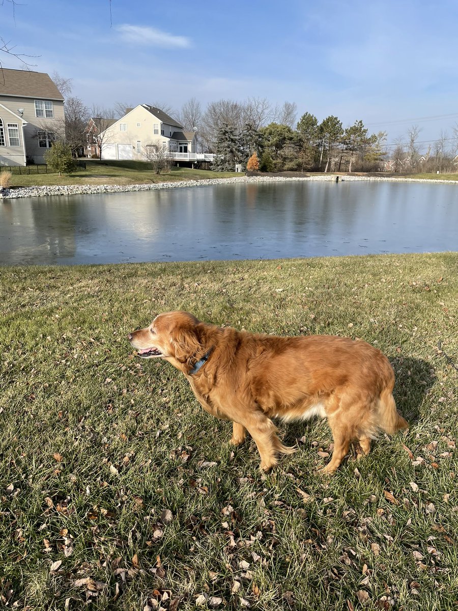 TourdeShadow's tweet image. Leash free these days and loving it!!!