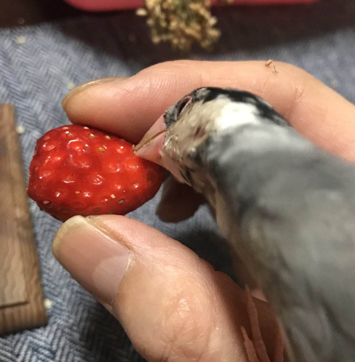 いちごの食べ方 いちごの食べ方