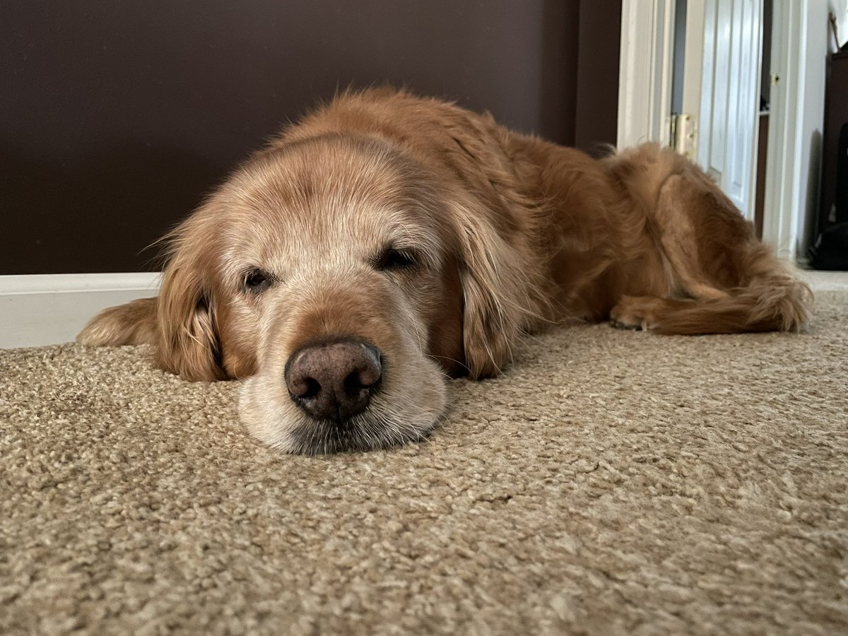 TourdeShadow's tweet image. Sorry. Mommy hasn’t posted much lately. 2021 has had a rough start for me. While I’ve had many good days, the rough days are getting harder. I still have enjoyed my daily neighborhood walk when I’m well enough. Here’s so photo drops...