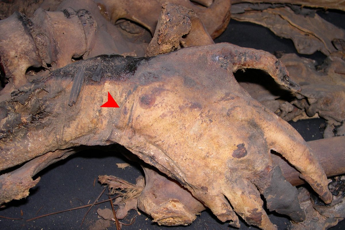 elmuseocanario's tweet photo. Los #Jueves hablamos de #Investigación
Los antiguos canarios amortajaban los cadáveres. En algunas #momias se observan marcas en la piel que indican que el cuerpo era atado a distinta altura antes de colocar la mortaja. https://t.co/OFE4YdEOLY