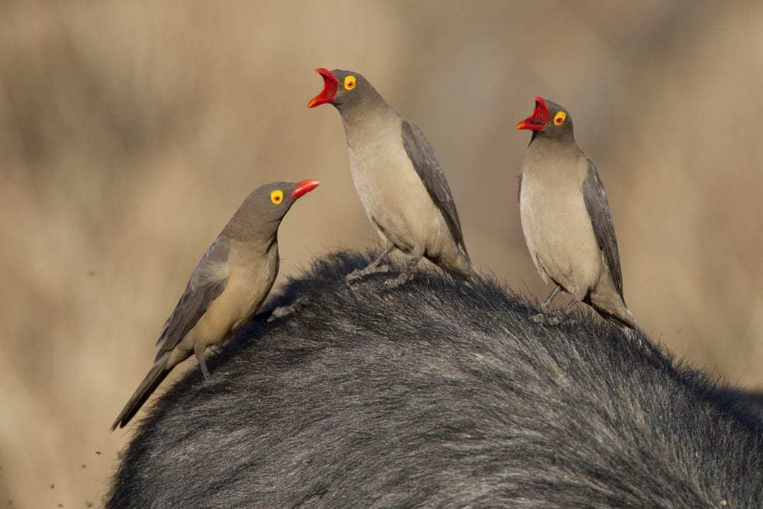 And if you are an oxpecker... any kind of oxpecker... whether one of the 9,000 or not. Whether you are a Nazi Oxpecker or a normie oxpeckter, an oxpectaku, or a Ushitsutsuki... it's a good day to be an ox-fucking-pecker!