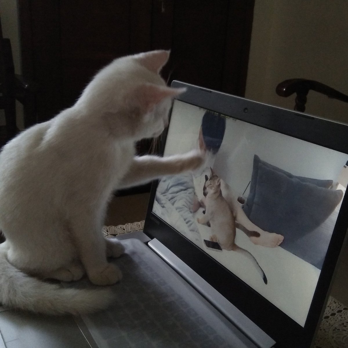 tensalad's tweet image. before ten was just watching cat videos on his phone but now he has this tag #KitTENCamReact with cats watching him with his cats