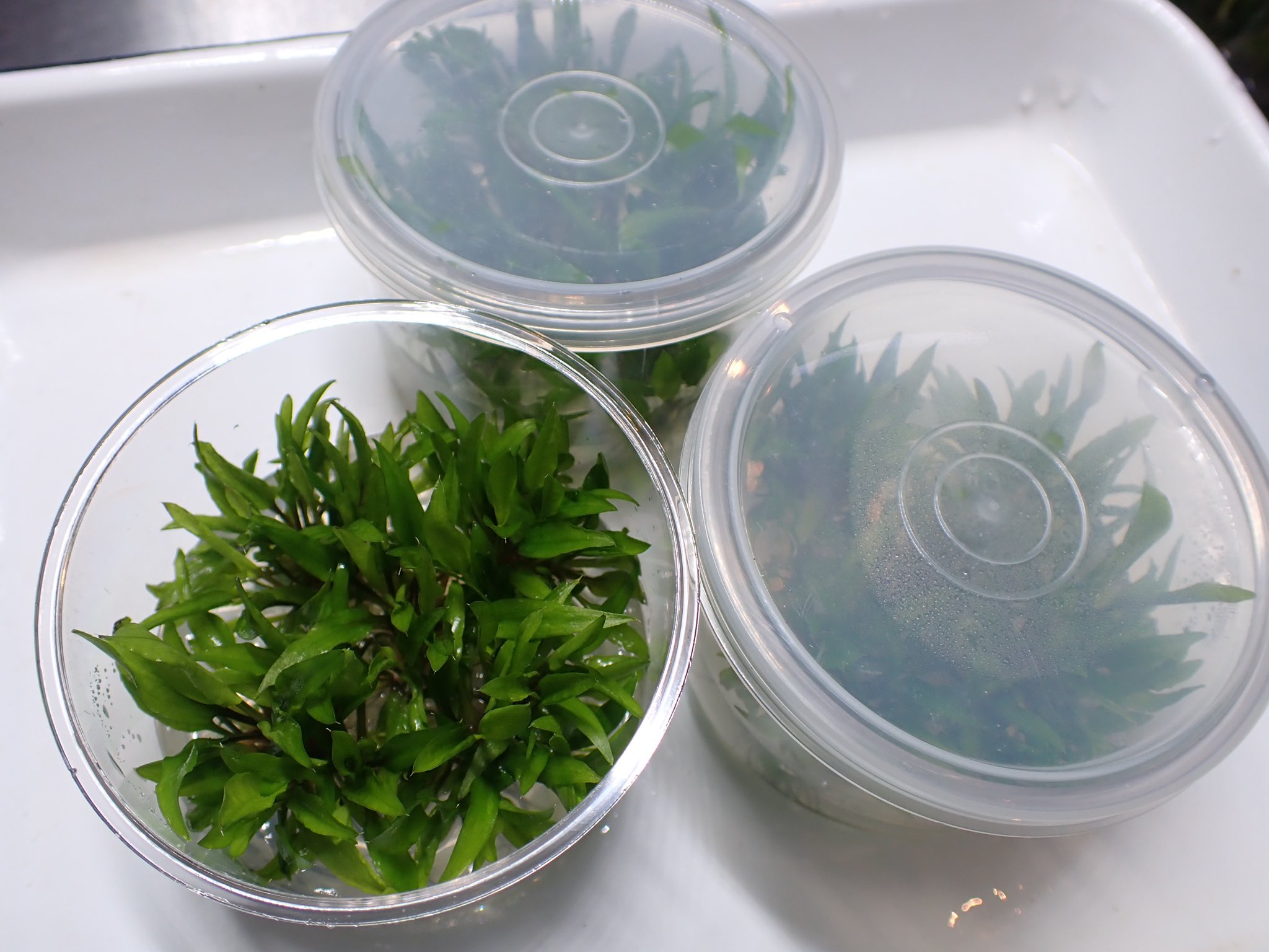 Aquarium Kind こちらは先程のcry ルーケンスにそっくりですが 違います 笑 クリプトコリネ ウェンティ グリーンゲッコウのインボイスで入荷しているクリプトコリネで やや白色がかり小型のcry ウェンティのバリエーションです 組織培養なので未開封